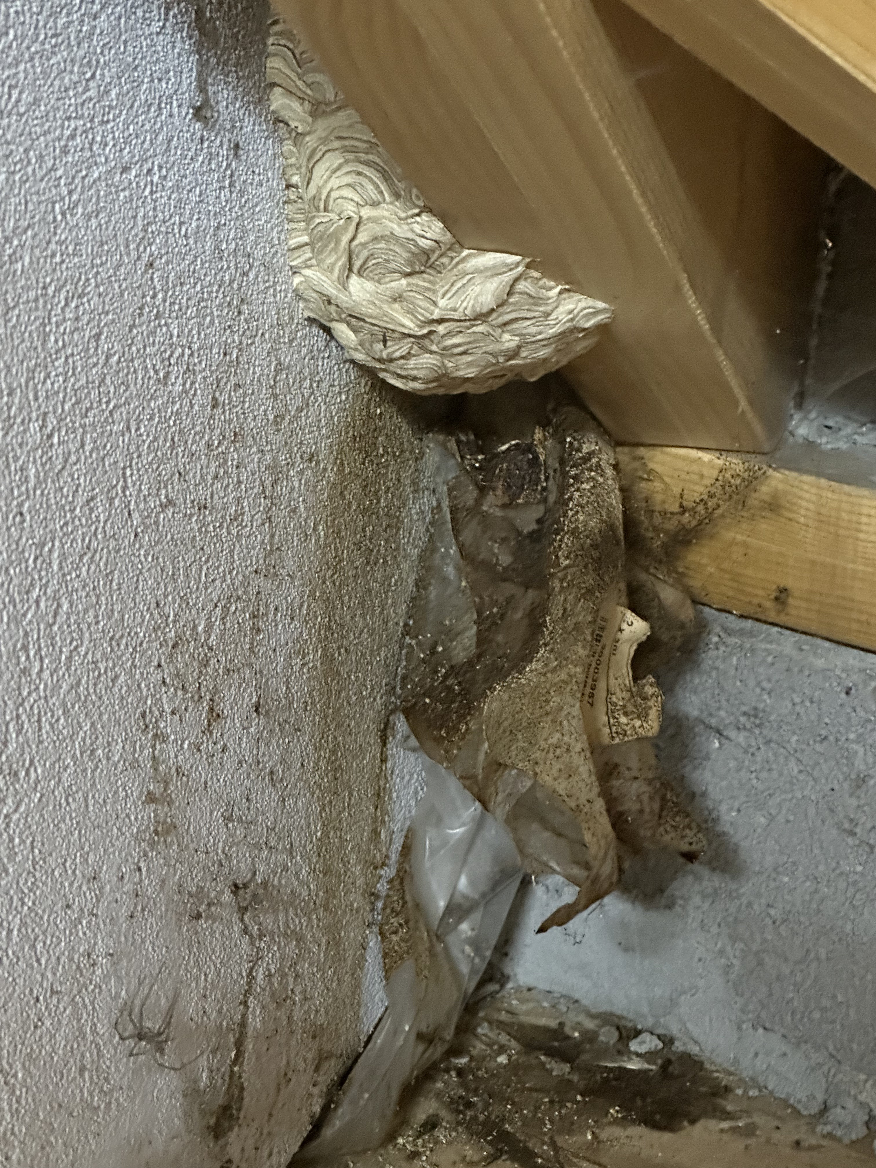Traitement d'un nid sous toiture